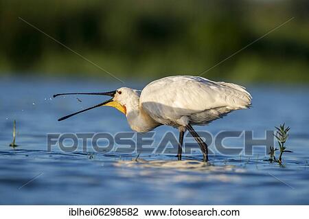 Stock Image - Common spoonbill Common spoonbill (Platalea leucorodia) in the water while sickling, lateral, Kiskunság, Hungary, Europe. Fotosearch