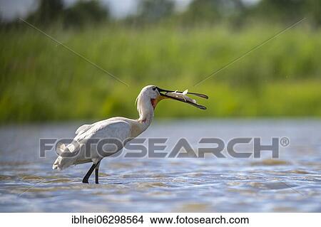 Common spoonbill (Platalea leucorodia) with fish in beak standing in water, lateral, Kiskunság, Hungary, Europe View Large Photo Image Picture - Common spoonbill (Platalea leucorodia) with fish in beak standing in water, lateral, Kiskunság, Hungary, Europe. Fotosearch