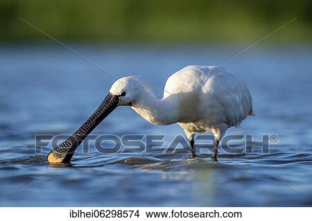 Common spoonbill (Platalea leucorodia) sickling in the water, close up, Kiskunság, Hungary, Europe View Large Photo Image Picture - Common spoonbill (Platalea leucorodia) sickling in the water, close up, Kiskunság, Hungary, Europe. Fotosearch
