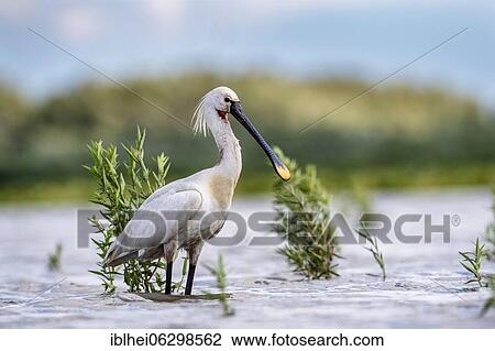 Stock Image - Common spoonbill (Platalea leucorodia) standing in water, lateral, Kiskunság, Hungary, Europe. Fotosearch