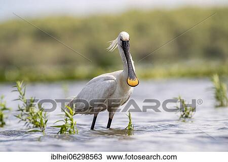 Common spoonbill (Platalea leucorodia) standing in water, lateral, Kiskunság, Hungary, Europe View Large Photo Image Stock Image - Common spoonbill (Platalea leucorodia) standing in water, lateral, Kiskunság, Hungary, Europe. Fotosearch