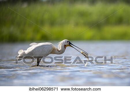 Stock Image - Common spoonbill (Platalea leucorodia) with fish in beak standing in water, lateral, Kiskunság, Hungary, Europe. Fotosearch