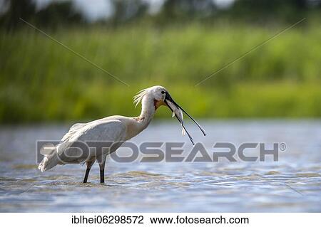 Stock Image - Common spoonbill (Platalea leucorodia) with fish in beak standing in water, lateral, Kiskunság, Hungary, Europe. Fotosearch