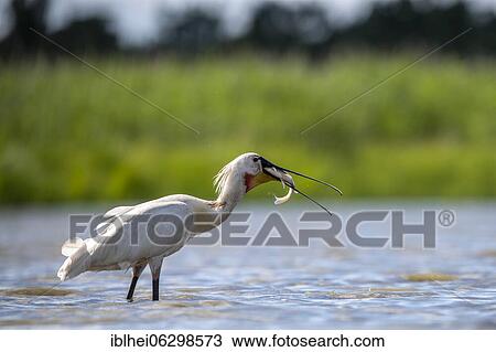 Common spoonbill (Platalea leucorodia) with fish in beak standing in water, lateral, Kiskunság, Hungary, Europe View Large Photo Image Stock Image - Common spoonbill (Platalea leucorodia) with fish in beak standing in water, lateral, Kiskunság, Hungary, Europe. Fotosearch