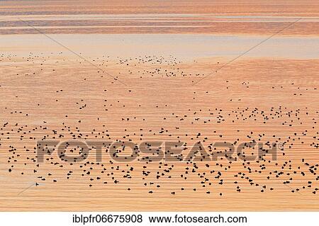 Stock Photo - Congregation of waterfowl on Lake Zurich, Switzerland, Europe. Fotosearch