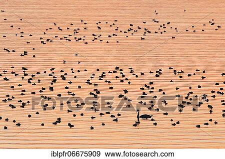 Congregation of waterfowl on Lake Zurich, Switzerland, Europe View Large Photo Image Stock Photo - Congregation of waterfowl on Lake Zurich, Switzerland, Europe. Fotosearch