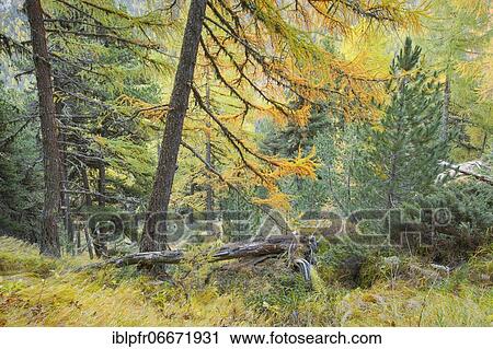 Coniferous forest in autumn, Switzerland, Europe View Large Photo Image Stock Image - Coniferous forest in autumn, Switzerland, Europe. Fotosearch