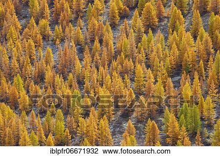 Coniferous forest in autumn, Switzerland, Europe View Large Photo Image Stock Image - Coniferous forest in autumn, Switzerland, Europe. Fotosearch