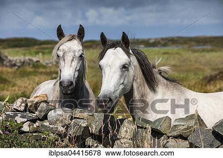 Connemara ponies look over stone wall, Connemara, Galway, Ireland, Europe View Large Photo Image Stock Photo - Connemara ponies look over stone wall, Connemara, Galway, Ireland, Europe. Fotosearch
