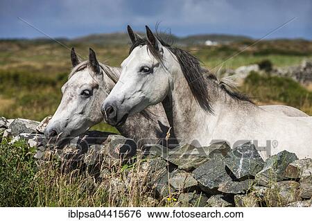 Connemara ponies look over stone wall, Connemara, Galway, Ireland, Europe View Large Photo Image Stock Photograph - Connemara ponies look over stone wall, Connemara, Galway, Ireland, Europe. Fotosearch