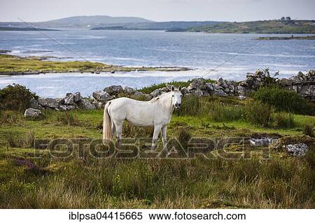 Stock Photography - Connemara pony along bay, Connemara, Galway, Ireland, Europe. Fotosearch