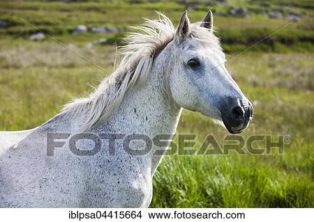 Connemara pony, Connemara, Galway, Ireland, Europe View Large Photo Image Picture - Connemara pony, Connemara, Galway, Ireland, Europe. Fotosearch
