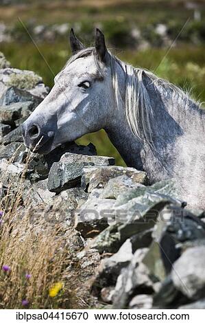 Connemara pony looking over stone wall, Connemara, Galway, Ireland, Europe View Large Photo Image Stock Image - Connemara pony looking over stone wall, Connemara, Galway, Ireland, Europe. Fotosearch