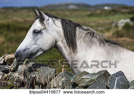 Connemara pony looking over stone wall, Connemara, Galway, Ireland, Europe View Large Photo Image Stock Photo - Connemara pony looking over stone wall, Connemara, Galway, Ireland, Europe. Fotosearch