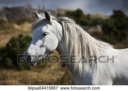Stock Photo - Connemara pony stallion, Connemara, Galway, Ireland, Europe. Fotosearch