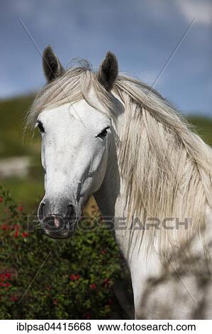 Connemara pony stallion, Connemara, Galway, Ireland, Europe View Large Photo Image Stock Photo - Connemara pony stallion, Connemara, Galway, Ireland, Europe. Fotosearch
