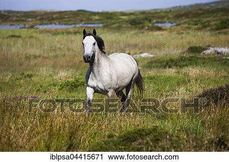 Connemara pony trots in moorland, Galway, Ireland, Europe View Large Photo Image Stock Image - Connemara pony trots in moorland, Galway, Ireland, Europe. Fotosearch