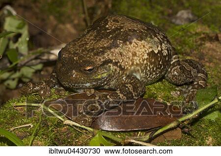 Cophyla grandis frog (platypelis grandis) on moss in rainforest of Montagne d'Ambre, Northern Madagascar, Madagascar, Africa View Large Photo Image Stock Image - Cophyla grandis frog (platypelis grandis) on moss in rainforest of Montagne d'Ambre, Northern Madagascar, Madagascar, Africa. Fotosearch