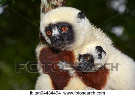 Picture - Coquerel's sifaka (Propithecus coquerelli), female with young, dry forest, Ankarafantsika National Park, Madagascar, Africa. Fotosearch