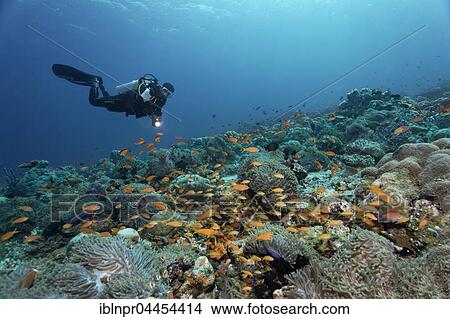 Picture - Coral reef with magnificent sea anemones (Heteractis magnifica), and yellow tilefish (Anthiidae), diver observing, Lhaviyani Atoll, Maldives, Asia. Fotosearch