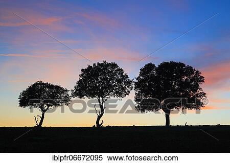 Cork oak (Quercus suber), Spain, Europe View Large Photo Image Stock Photography - Cork oak (Quercus suber), Spain, Europe. Fotosearch