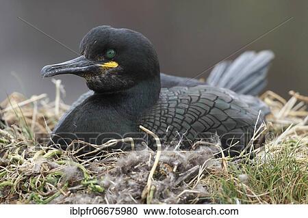 Stock Image - Cormorant, Phalacrocorax aristotelis, Shag. Fotosearch