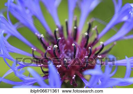 Cornflower, Switzerland, Europe View Large Photo Image Stock Image - Cornflower, Switzerland, Europe. Fotosearch