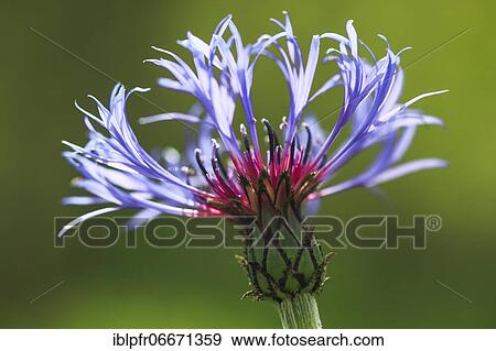 Cornflower, Switzerland, Europe View Large Photo Image Stock Photo - Cornflower, Switzerland, Europe. Fotosearch