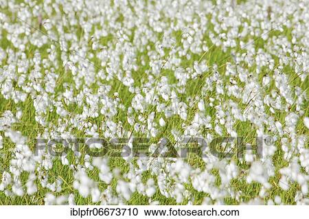 Stock Image - Cottongrass (Eriophorum), Swiss mountains. Fotosearch