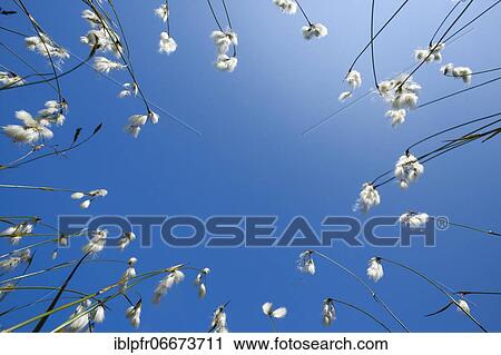 Stock Image - Cottongrass (Eriophorum), Swiss mountains. Fotosearch