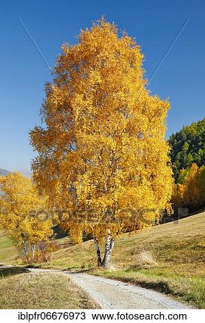 Country lane in the Lower Engadine, Switzerland, Europe View Large Photo Image Stock Image - Country lane in the Lower Engadine, Switzerland, Europe. Fotosearch