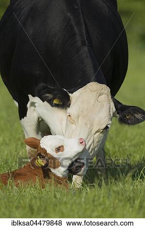 Cow (Bos taurus) and calf in a meadow, Norfolk, England, United Kingdom, Europe View Large Photo Image Stock Photo - Cow (Bos taurus) and calf in a meadow, Norfolk, England, United Kingdom, Europe. Fotosearch