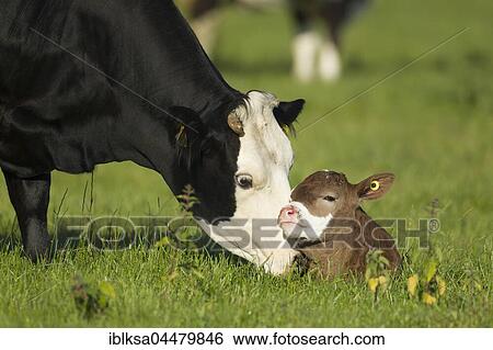 Stock Photograph - Cow (Bos taurus) and calf in a meadow, Norfolk, England, United Kingdom, Europe. Fotosearch