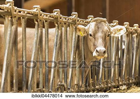 Cow in barn, Unterallgäu District, Bavaria, Germany, Europe View Large Photo Image Picture - Cow in barn, Unterallgäu District, Bavaria, Germany, Europe. Fotosearch