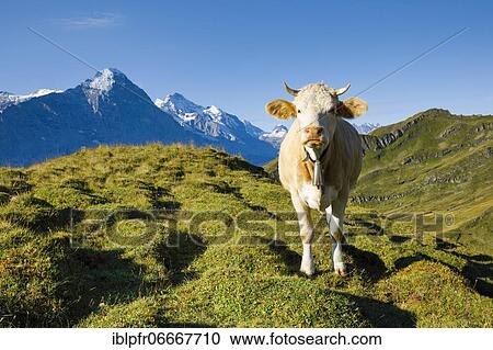 Stock Image - Cow in front of Eiger and Jungfrau, Bernese Oberland, Switzerland, Europe. Fotosearch