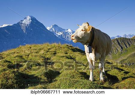 Stock Image - Cow in front of Eiger and Jungfrau, Bernese Oberland, Switzerland, Europe. Fotosearch