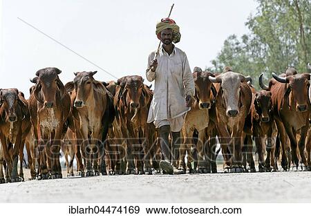 Stock Photo - Cows, herd walking on road, near Bharatpur, Rajasthan, India, Asia. Fotosearch
