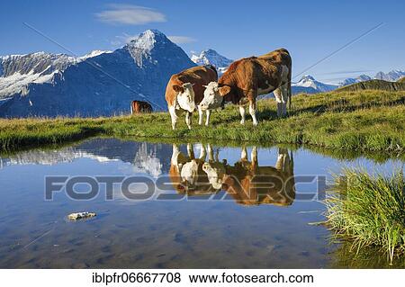 Stock Photo - Cows in front of Eiger and Jungfrau, Bernese Oberland, Switzerland, Europe. Fotosearch