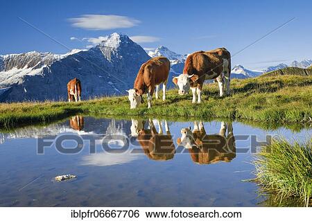 Cows in front of Eiger and Jungfrau, Bernese Oberland, Switzerland, Europe View Large Photo Image Stock Photograph - Cows in front of Eiger and Jungfrau, Bernese Oberland, Switzerland, Europe. Fotosearch