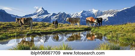 Cows in front of Schreckhorn, 4078 m, Bern, Switzerland, Europe View Large Photo Image Stock Photo - Cows in front of Schreckhorn, 4078 m, Bern, Switzerland, Europe. Fotosearch