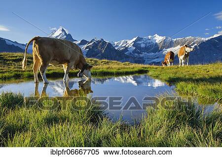 Cows in front of Schreckhorn, 4078 m, Bern, Switzerland, Europe View Large Photo Image Stock Photography - Cows in front of Schreckhorn, 4078 m, Bern, Switzerland, Europe. Fotosearch