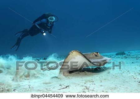 Stock Photo - Cowtail stingray (pastinachus Sephen), swimming on sandy ocean floor, diver observing, Lhaviyani Atoll, Maldives, Asia. Fotosearch