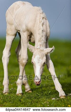 Cremello Morgan horse foal eating grass, Tyrol, Austria, Europe View Large Photo Image Stock Photo - Cremello Morgan horse foal eating grass, Tyrol, Austria, Europe. Fotosearch
