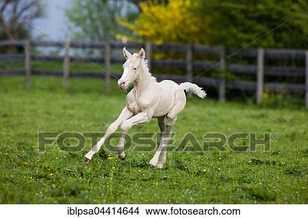 Picture - Cremello Morgan horse foal galloping in a pasture, Tyrol, Austria, Europe. Fotosearch
