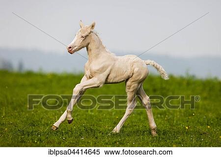 Cremello Morgan horse foal galloping in a pasture, Tyrol, Austria, Europe View Large Photo Image Stock Photography - Cremello Morgan horse foal galloping in a pasture, Tyrol, Austria, Europe. Fotosearch