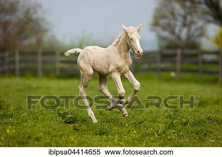 Cremello Morgan horse foal galloping in a pasture, Tyrol, Austria, Europe View Large Photo Image Stock Photography - Cremello Morgan horse foal galloping in a pasture, Tyrol, Austria, Europe. Fotosearch