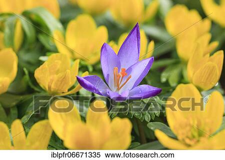 Crocus (Crocus), Switzerland, Europe View Large Photo Image Stock Photography - Crocus (Crocus), Switzerland, Europe. Fotosearch