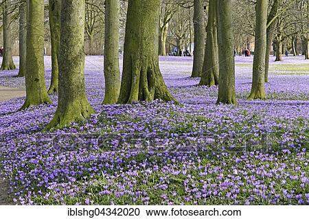 Crocuses (Crocus sp. ), Husum palace gardens, Schleswig-Holstein, Germany, Europe View Large Photo Image Stock Image - Crocuses (Crocus sp. ), Husum palace gardens, Schleswig-Holstein, Germany, Europe. Fotosearch
