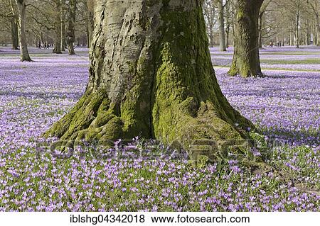 Crocuses (Crocus sp. ), Husum palace gardens, Schleswig-Holstein, Germany, Europe View Large Photo Image Stock Photo - Crocuses (Crocus sp. ), Husum palace gardens, Schleswig-Holstein, Germany, Europe. Fotosearch