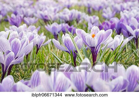Crocuses in spring View Large Photo Image Picture - Crocuses in spring. Fotosearch